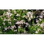 VALERIANA dioica VALERIANA dioica