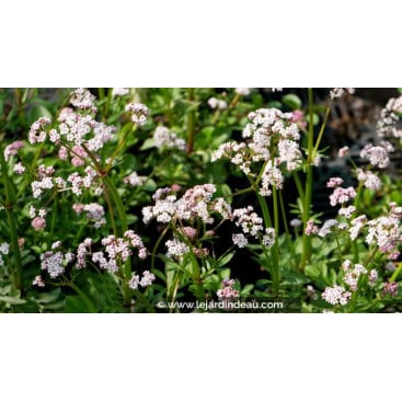 VALERIANA dioica - Petite Valériane