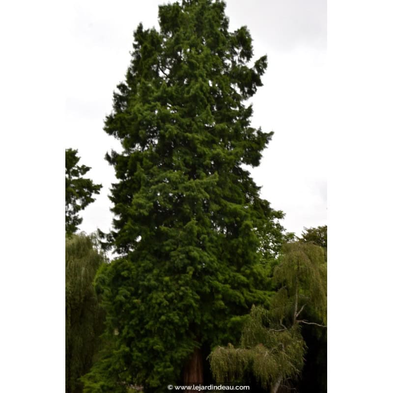 TAXODIUM distichum TAXODIUM distichum