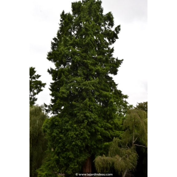 TAXODIUM distichum