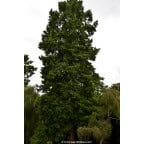 TAXODIUM distichum TAXODIUM distichum