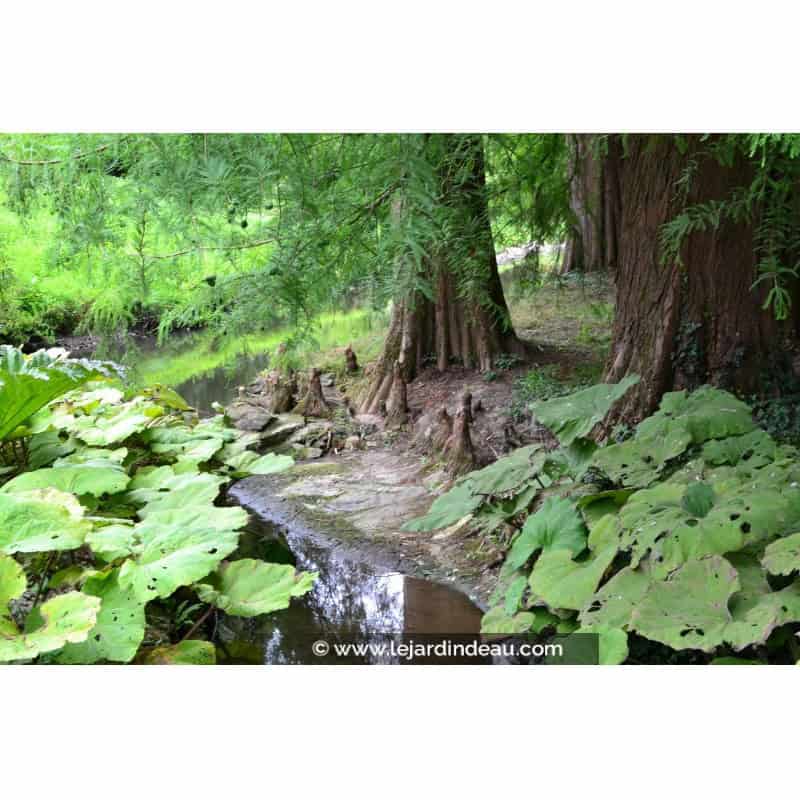 TAXODIUM distichum TAXODIUM distichum