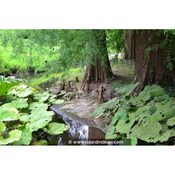 TAXODIUM distichum
