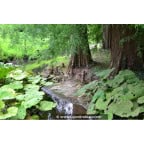 TAXODIUM distichum TAXODIUM distichum