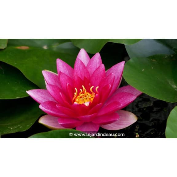 NYMPHAEA 'Charles de Meurville'