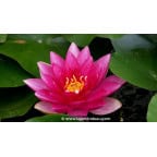 NYMPHAEA 'Charles de Meurville' NYMPHAEA 'Charles de Meurville'