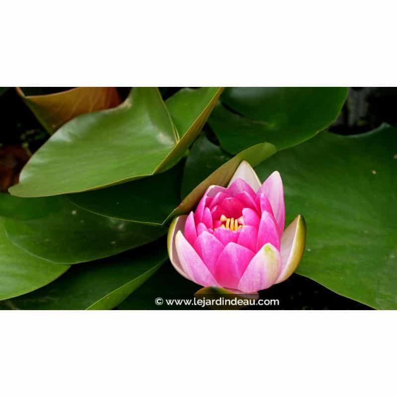 NYMPHAEA 'Charles de Meurville' NYMPHAEA 'Charles de Meurville'