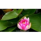 NYMPHAEA 'Charles de Meurville' NYMPHAEA 'Charles de Meurville'
