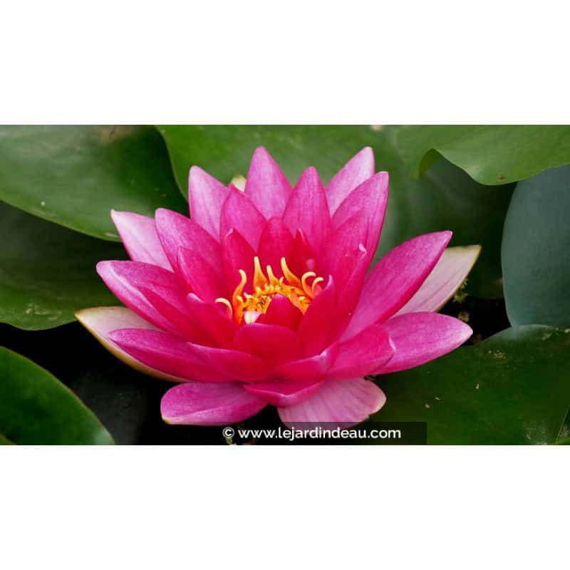 NYMPHAEA 'Charles de Meurville' NYMPHAEA 'Charles de Meurville'