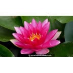 NYMPHAEA 'Charles de Meurville' NYMPHAEA 'Charles de Meurville'