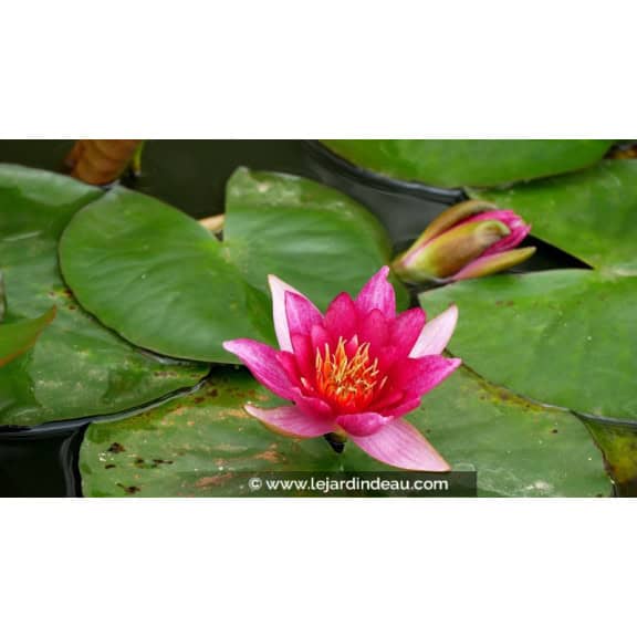 NYMPHAEA 'Froebelli'
