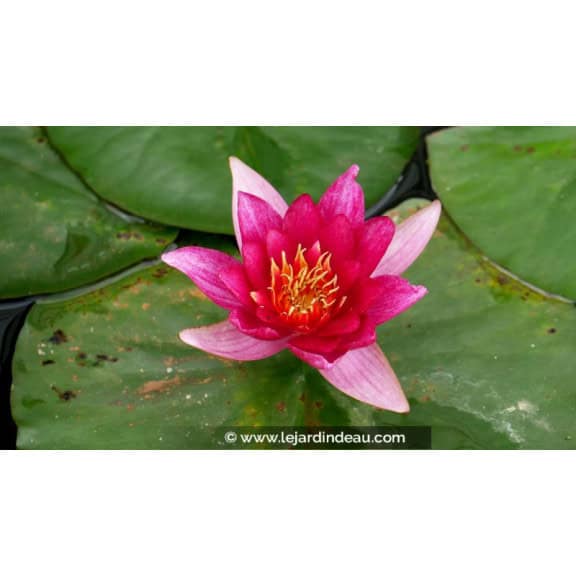 NYMPHAEA 'Froebelli'