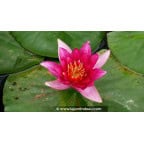 NYMPHAEA 'Froebelli' NYMPHAEA 'Froebelli'
