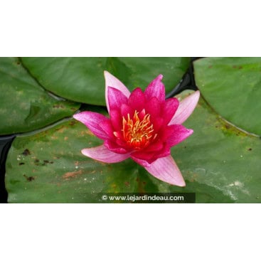 NYMPHAEA \'Froebelli\' - Nénuphar