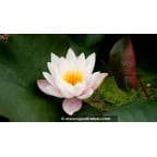 NYMPHAEA 'Marliacea Rosea' NYMPHAEA 'Marliacea Rosea'