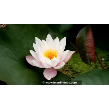 NYMPHAEA \'Marliacea Rosea\' - Nénuphar