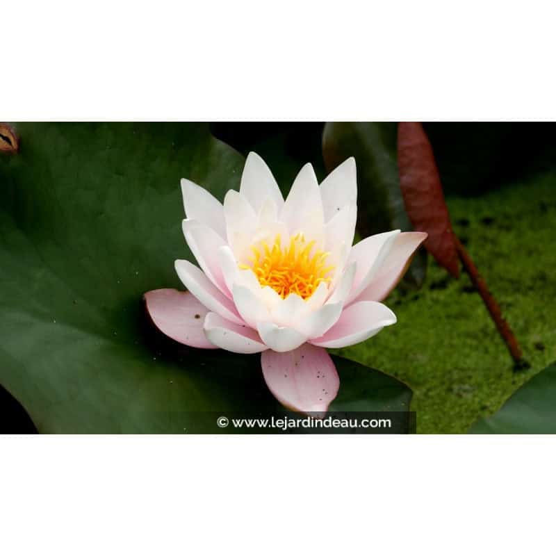 NYMPHAEA 'Marliacea Rosea' NYMPHAEA 'Marliacea Rosea'
