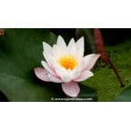 NYMPHAEA 'Marliacea Rosea' NYMPHAEA 'Marliacea Rosea'