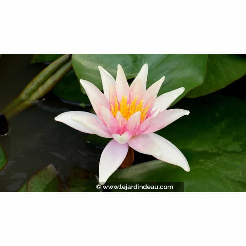 NYMPHAEA 'Sioux' NYMPHAEA 'Sioux'