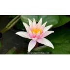 NYMPHAEA 'Sioux' NYMPHAEA 'Sioux'