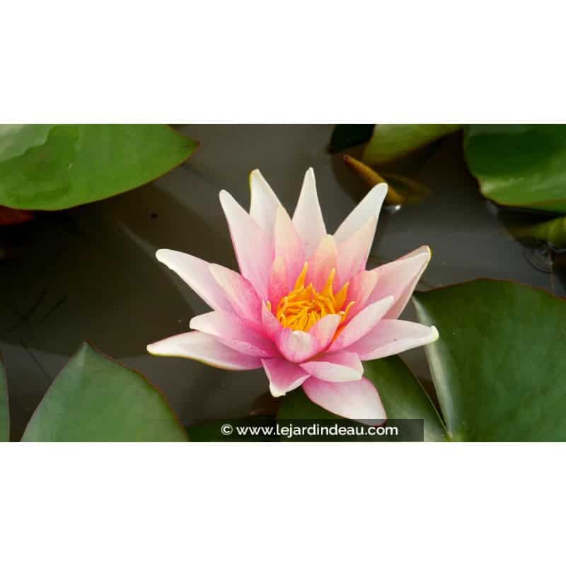 NYMPHAEA 'Sioux' NYMPHAEA 'Sioux'