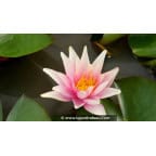 NYMPHAEA 'Sioux' NYMPHAEA 'Sioux'