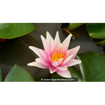 NYMPHAEA \'Sioux\' - Nénuphar