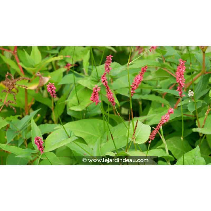 PERSICARIA amplexicaulis 'Fire Dance' PERSICARIA amplexicaulis 'Fire Dance'