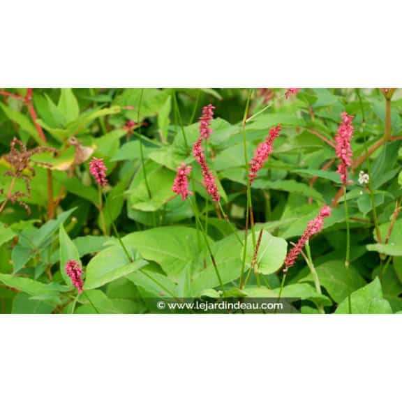 PERSICARIA amplexicaulis 'Fire Dance'