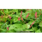 PERSICARIA amplexicaulis 'Fire Dance' PERSICARIA amplexicaulis 'Fire Dance'
