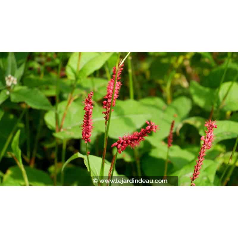 PERSICARIA amplexicaulis 'Fire Dance' PERSICARIA amplexicaulis 'Fire Dance'