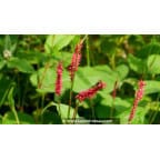 PERSICARIA amplexicaulis 'Fire Dance' PERSICARIA amplexicaulis 'Fire Dance'