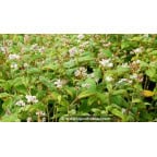 PERSICARIA campanulata 'Alba' PERSICARIA campanulata 'Alba'