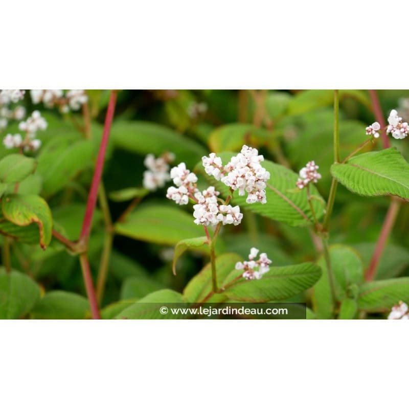 PERSICARIA campanulata 'Alba' PERSICARIA campanulata 'Alba'