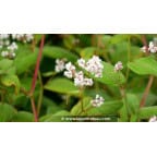 PERSICARIA campanulata 'Alba' PERSICARIA campanulata 'Alba'