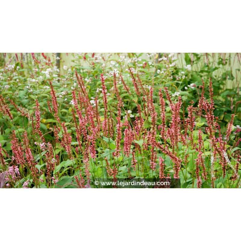 PERSICARIA amplexicaulis 'Orange Field'© PERSICARIA amplexicaulis 'Orange Field'©