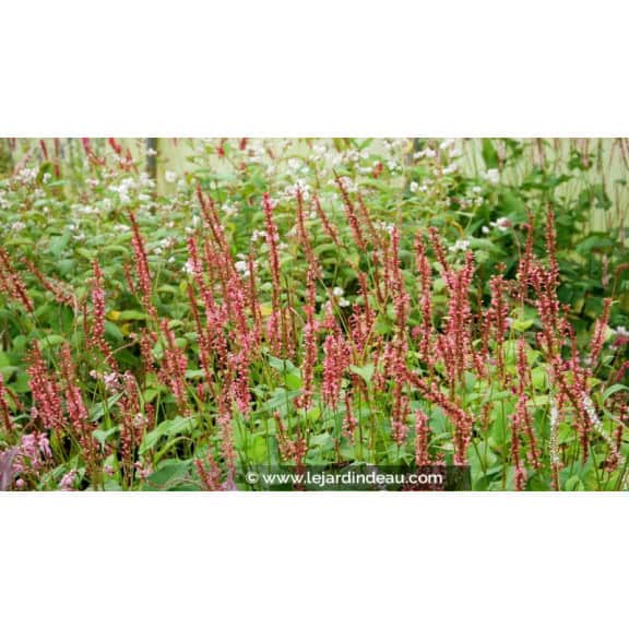 PERSICARIA amplexicaulis 'Orange Field'&copy;