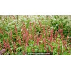 PERSICARIA amplexicaulis 'Orange Field'© PERSICARIA amplexicaulis 'Orange Field'©