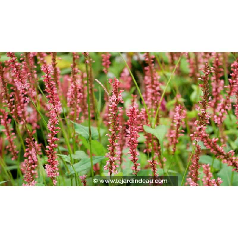 PERSICARIA amplexicaulis 'Orange Field'© PERSICARIA amplexicaulis 'Orange Field'©