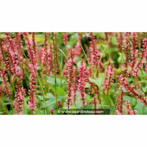 PERSICARIA amplexicaulis 'Orange Field'&copy;