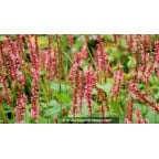 PERSICARIA amplexicaulis 'Orange Field'© PERSICARIA amplexicaulis 'Orange Field'©