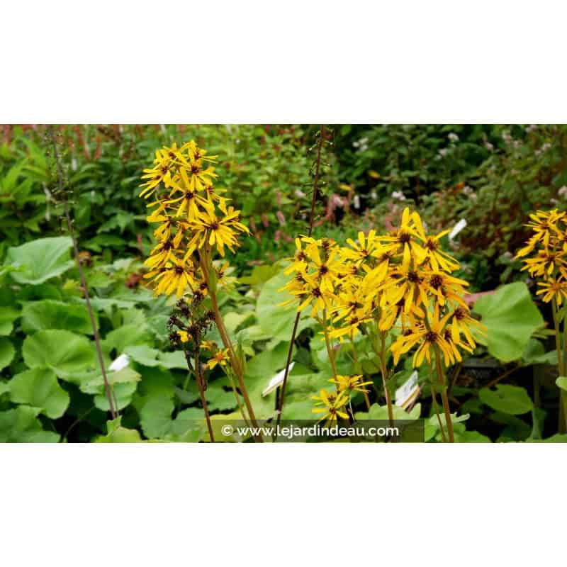 LIGULARIA x hessei LIGULARIA x hessei
