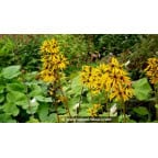 LIGULARIA x hessei LIGULARIA x hessei