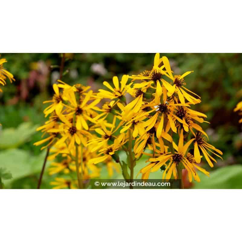 LIGULARIA x hessei LIGULARIA x hessei