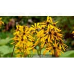 LIGULARIA x hessei LIGULARIA x hessei
