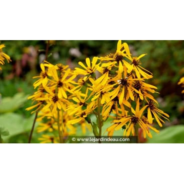 LIGULARIA x hessei - Ligulaire