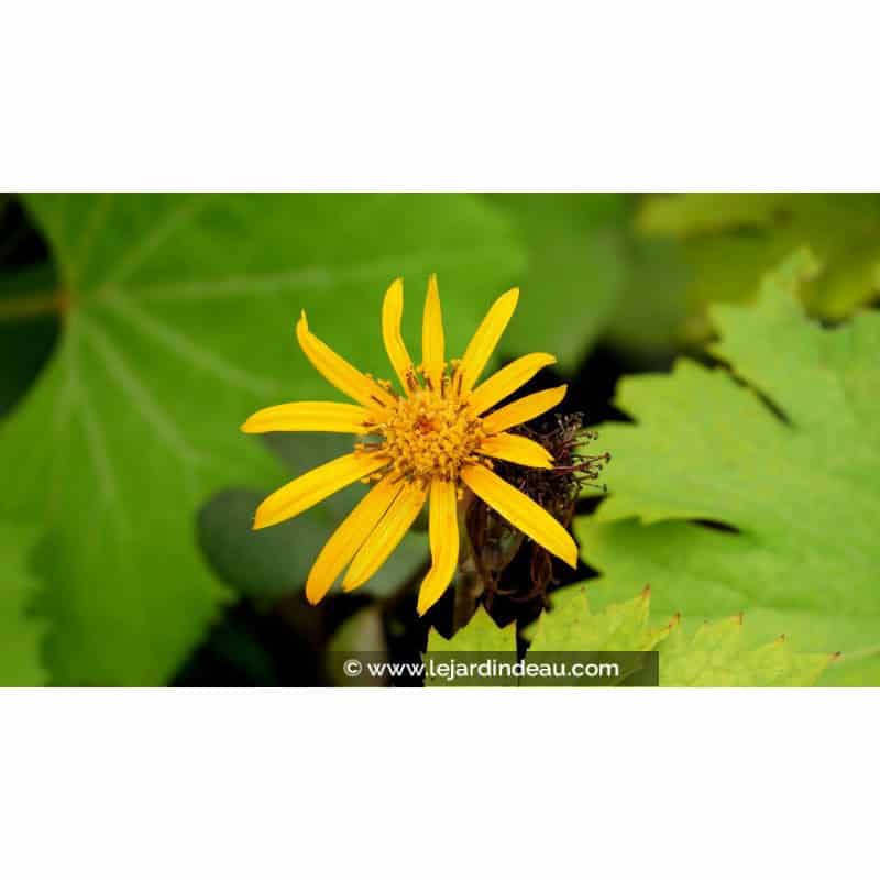 LIGULARIA dentata 'Desdemona' LIGULARIA dentata 'Desdemona'