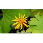LIGULARIA dentata 'Desdemona' LIGULARIA dentata 'Desdemona'