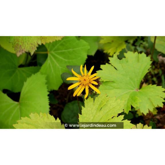 LIGULARIA dentata 'Desdemona'