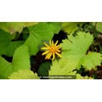 LIGULARIA dentata 'Desdemona' LIGULARIA dentata 'Desdemona'